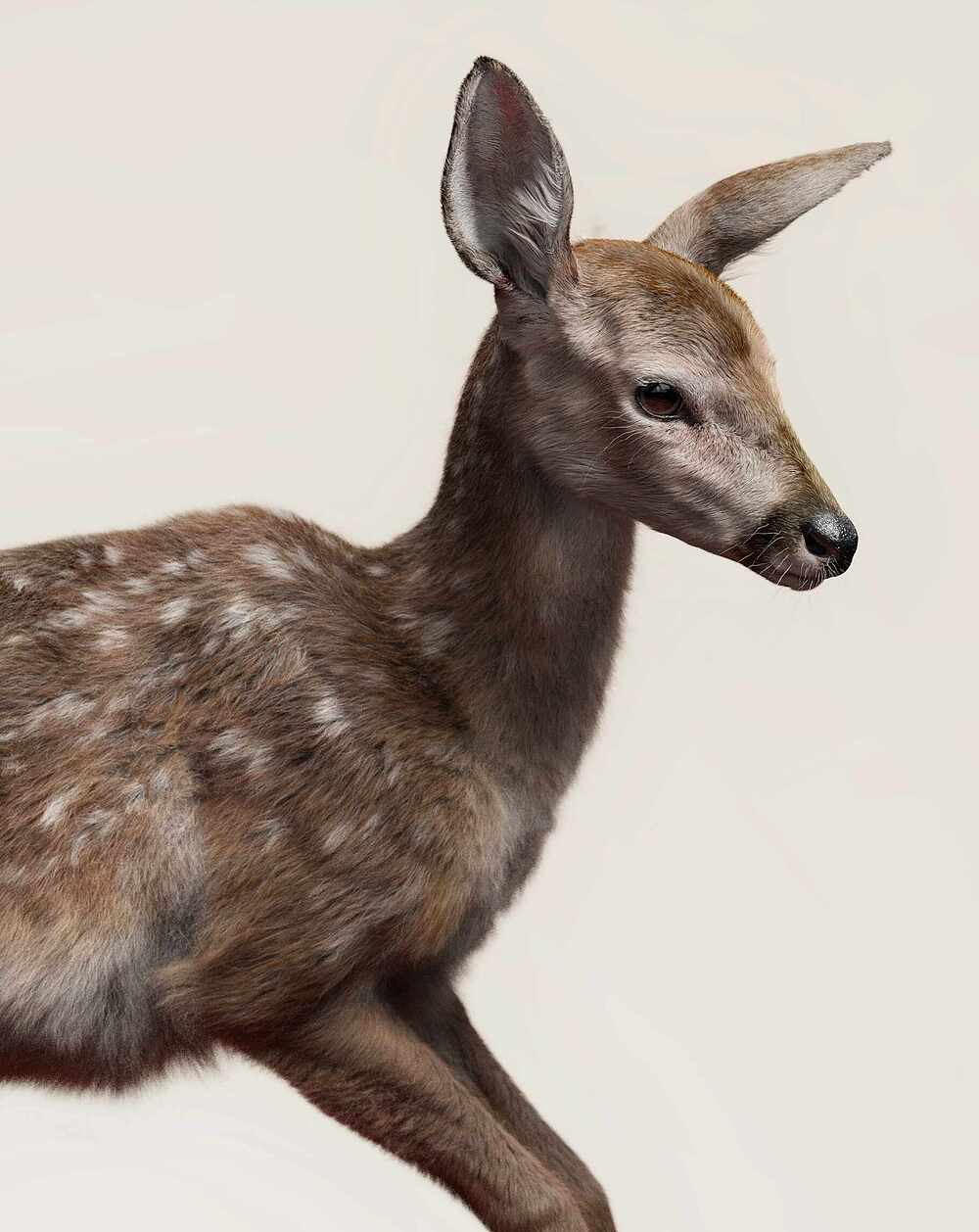 deer_3