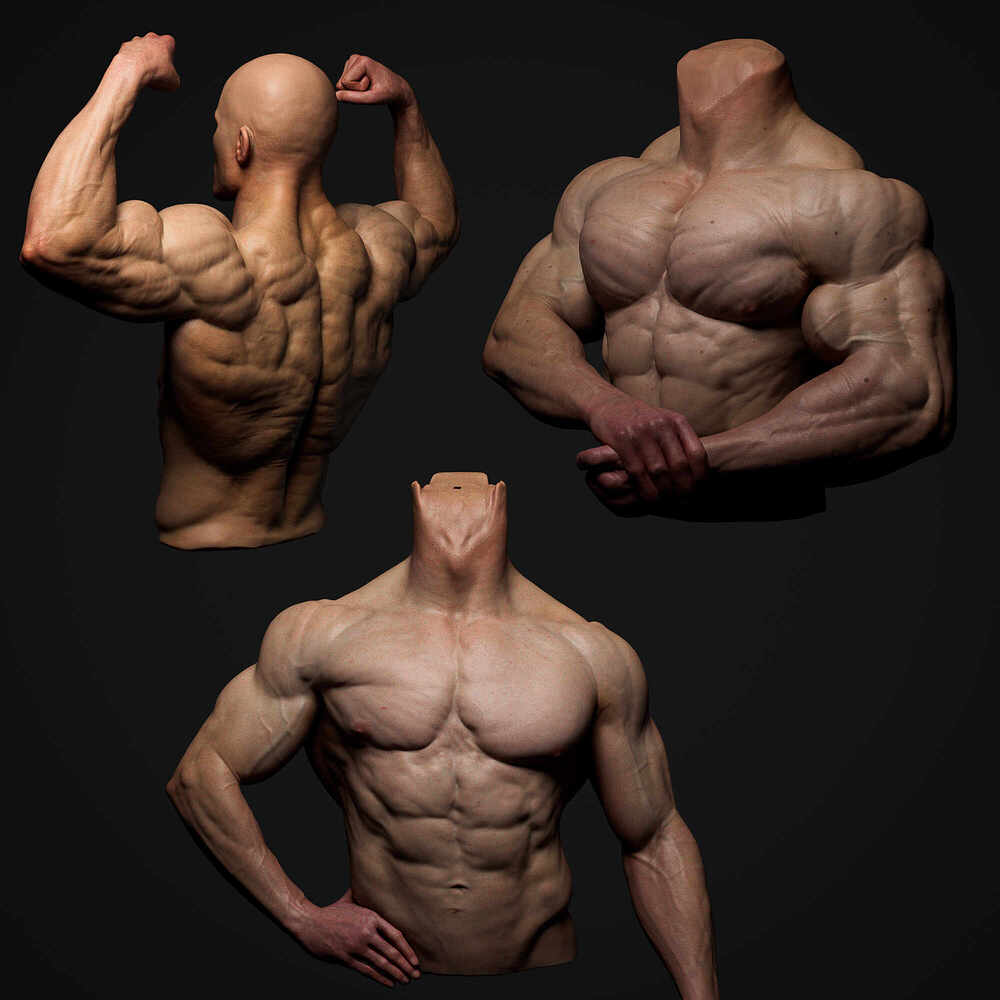 anatomy_collection