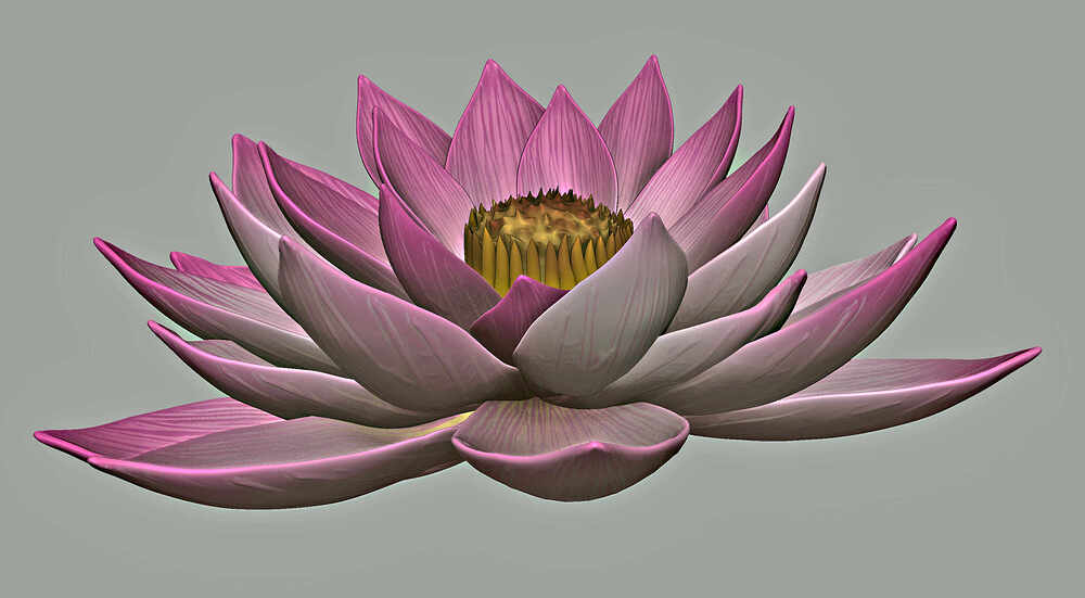 Lotus_flower