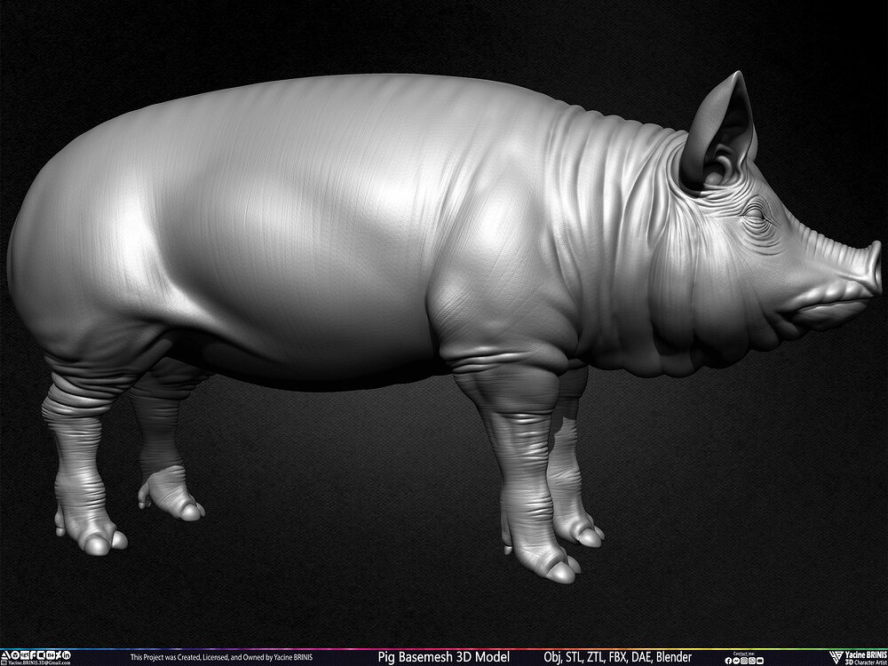 Pig Basemesh 3D Model Animal Anatomy Sculpted by Yacine BRINIS Set 002