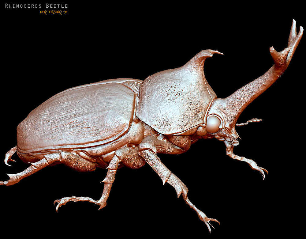Rhinoceros_Beetle_Digital_Sculpture_SurajitSen_Aug2023_WIPA