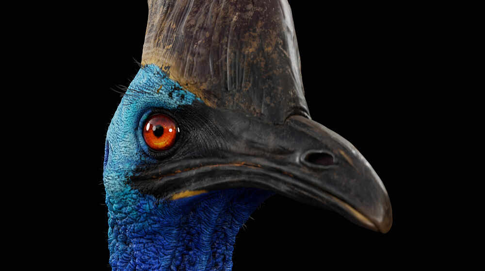 cassowary_03