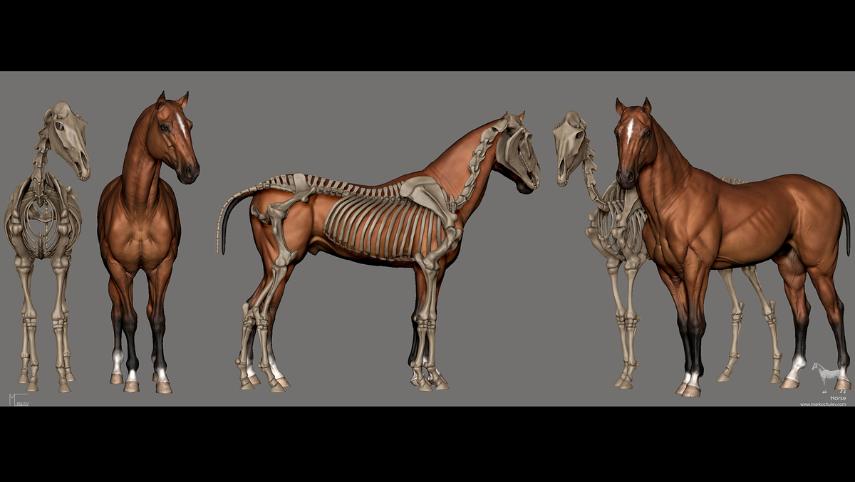 Zbrush.Snapshots.Anatomy.v1.4