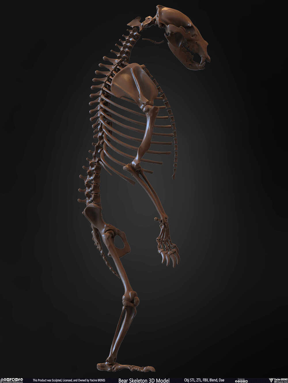 Bear Skeleton 3D Model Sculpted by Yacine BRINIS Set 022