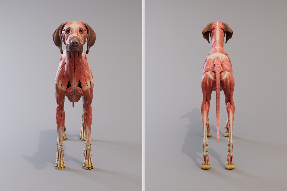 canine_ecorche_front_back_4k