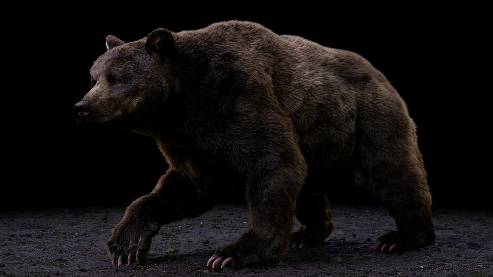 grizzly_body_camShape_acescg_v001