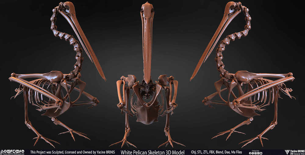 White Pelican Skeleton 3D Model Sculpted by Yacine BRINIS Set 001