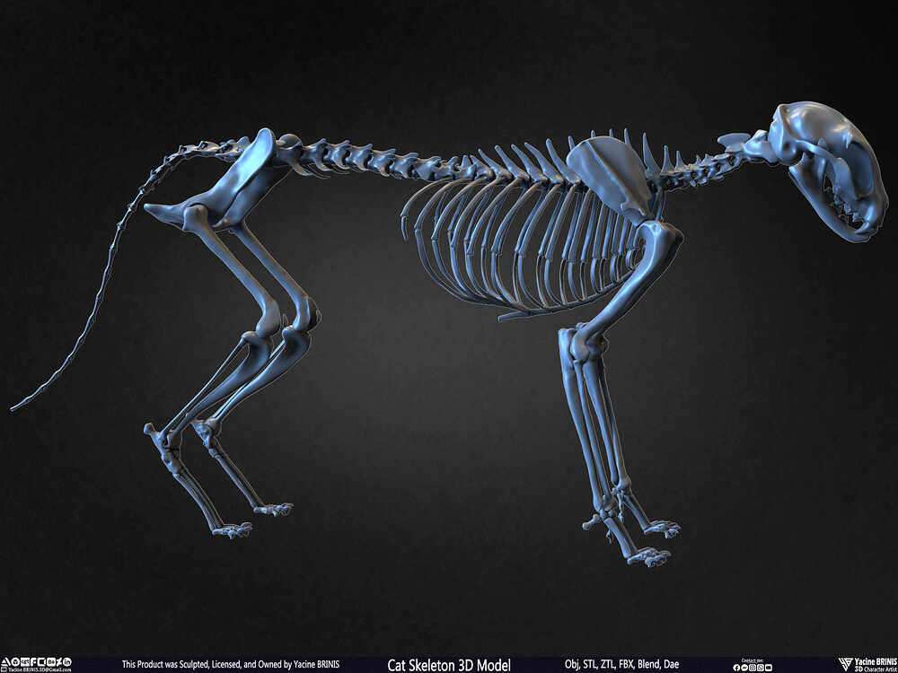 Highly Detailed Cat Skeleton 3D Model Sculpted by Yacine BRINIS Set 024