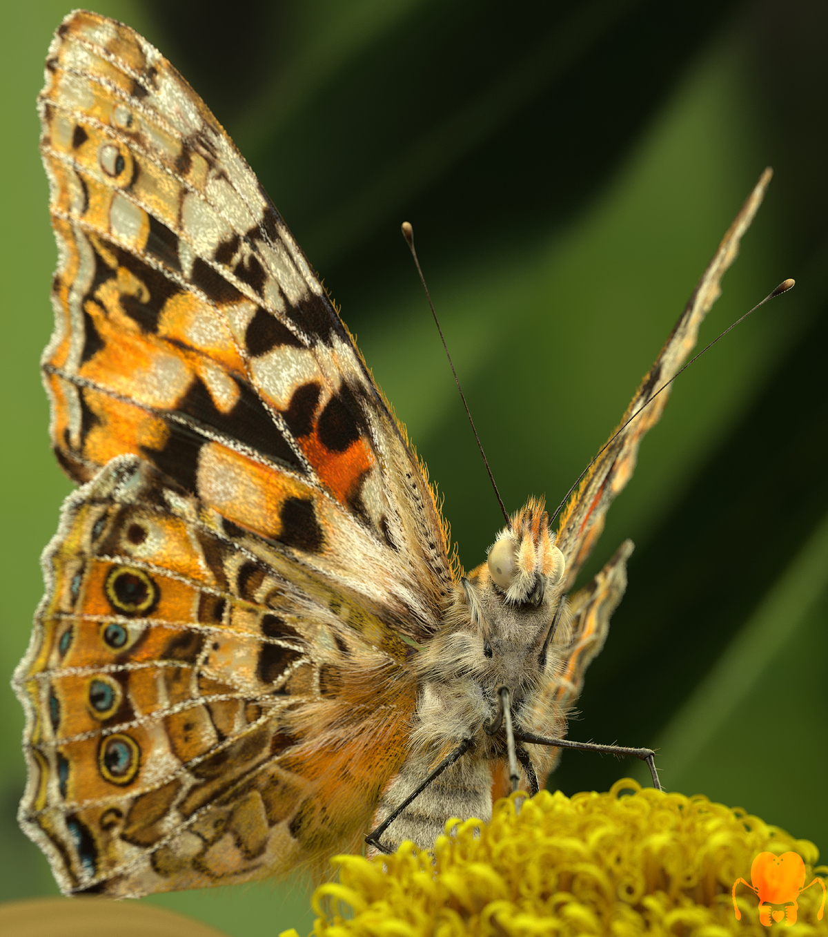 v_cardui_render_01