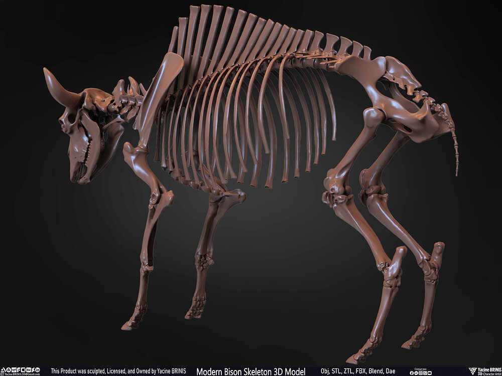 Modern Bison Skeleton 3D Model Sculpted by Yacine BRINIS Set 021