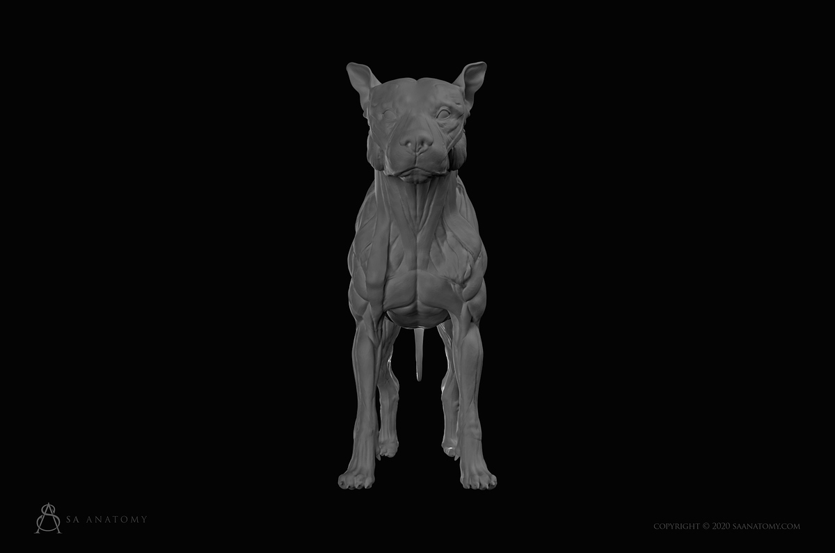 SA Anatomy preview images dog 1