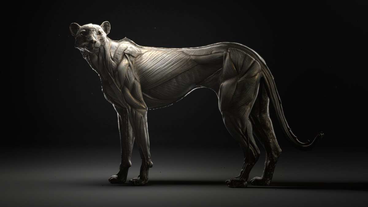 cheetahHalf4K02v02