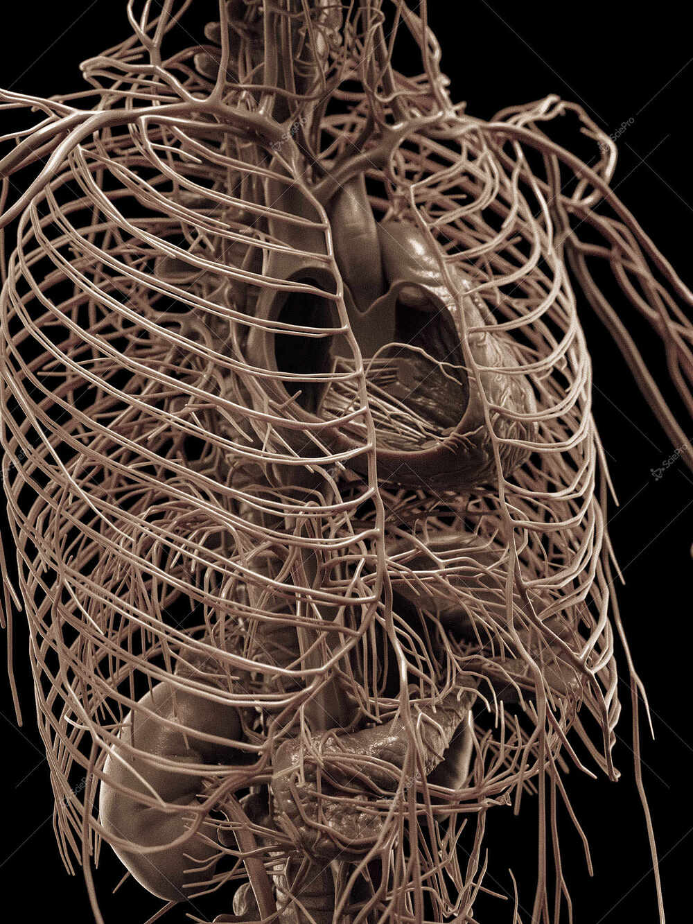 averageFitMale_torso_anatomyLayer11