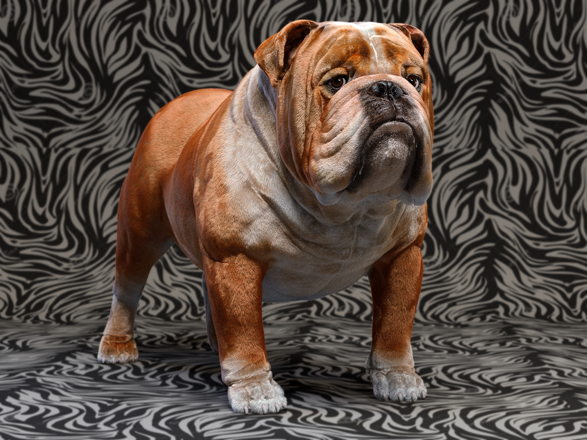 BulldogbgZebra