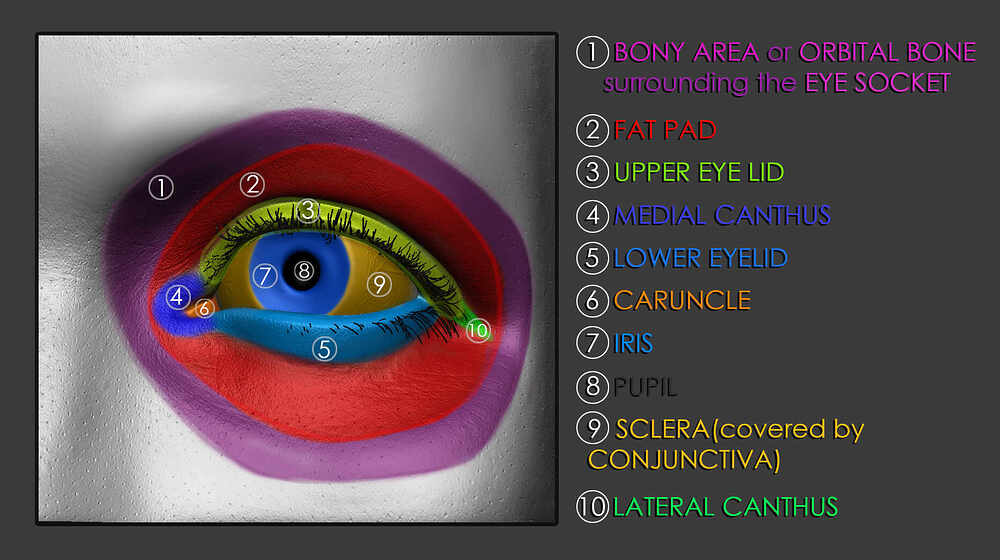 eye anatomy