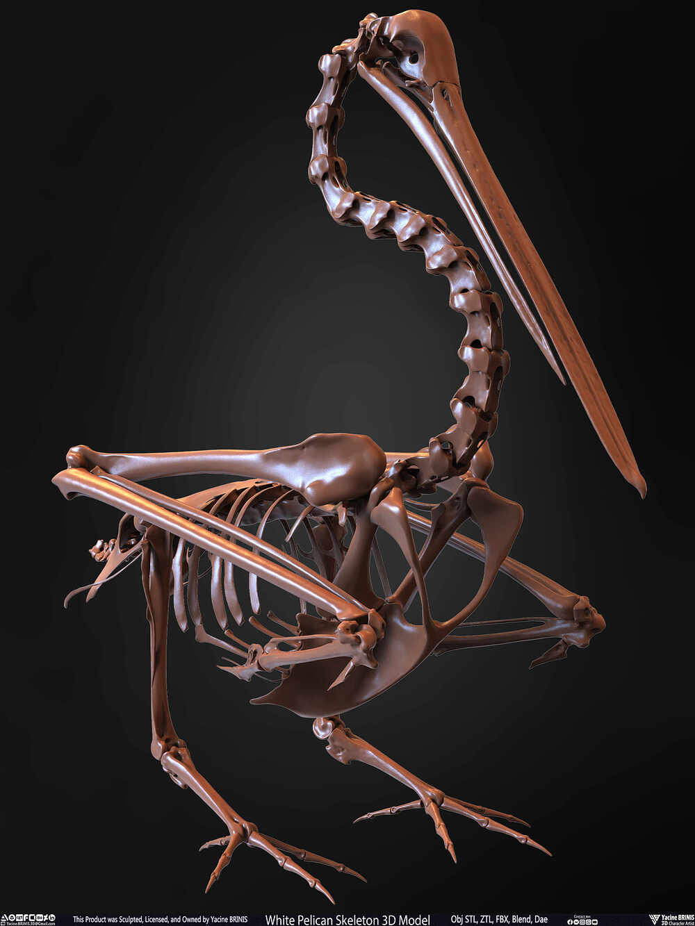 White Pelican Skeleton 3D Model Sculpted by Yacine BRINIS Set 030