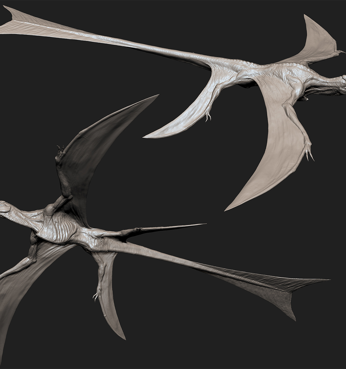 birdHpolysmall.jpg