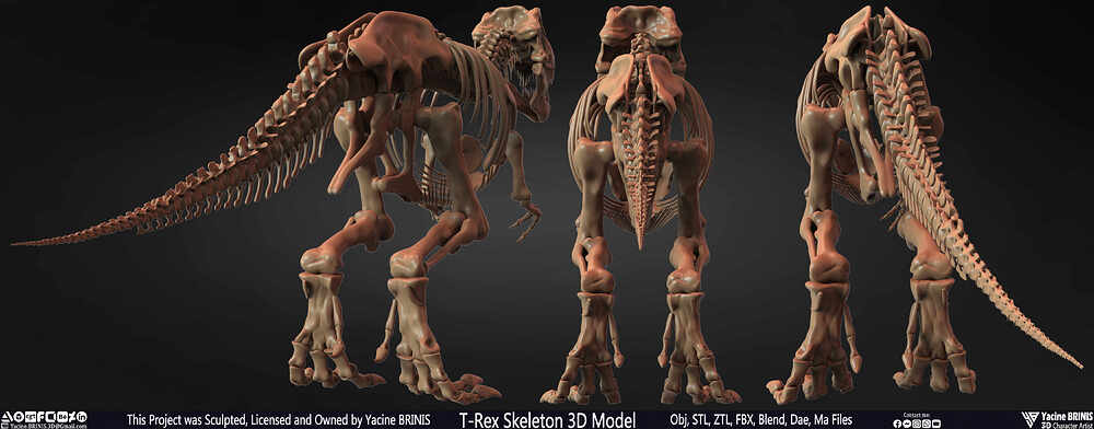 T-Rex Skeleton 3D Model (Tyrannosaurus Rex) Sculpted By Yacine BRINIS Set 054