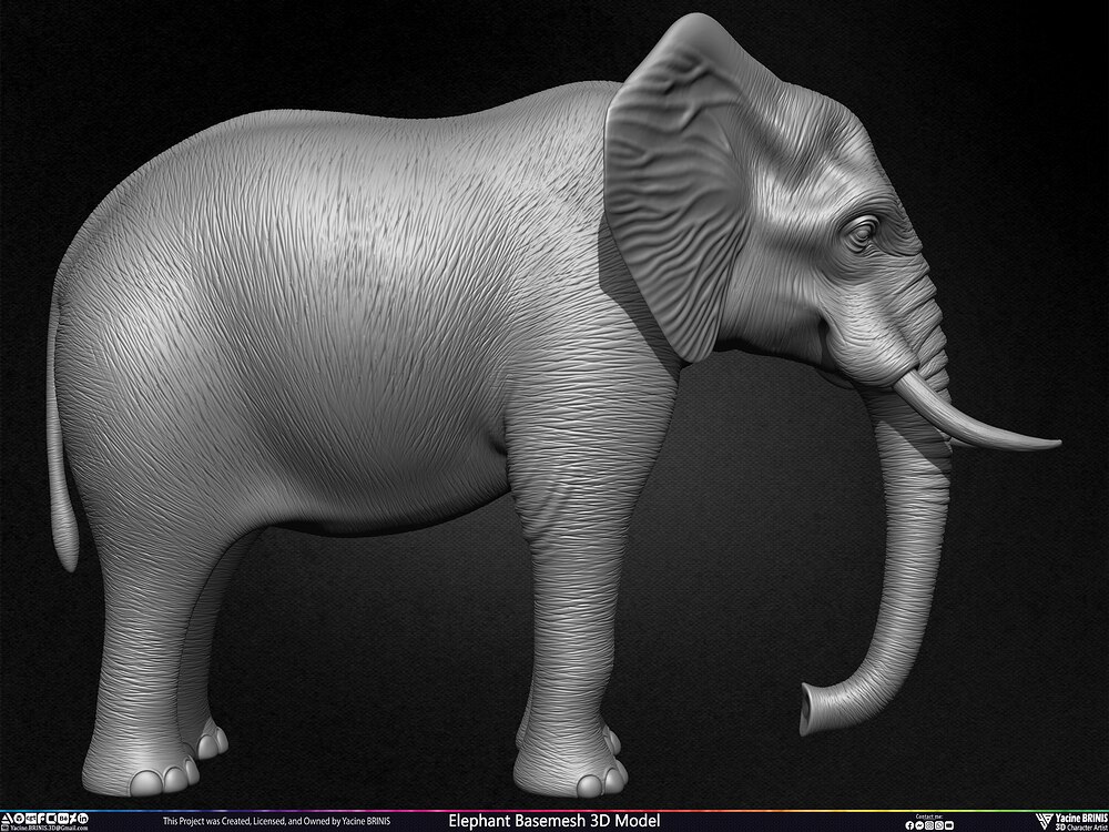 Elephant Basemesh 3D Model Animal Sculpted by Yacine BRINIS Set 001