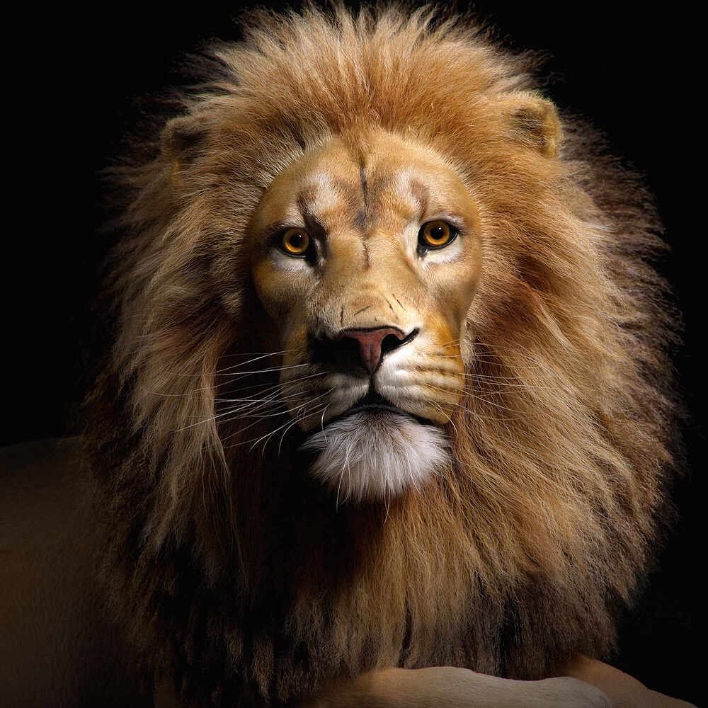 Lion_Studio