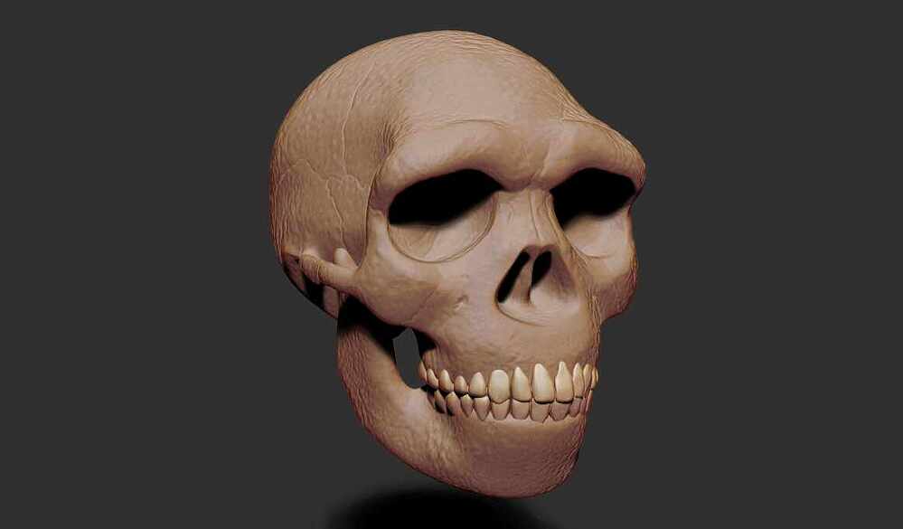 Homo Longi Skull