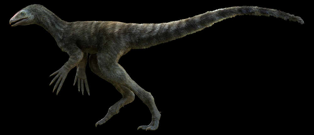 Venetoraptor-gassenae16