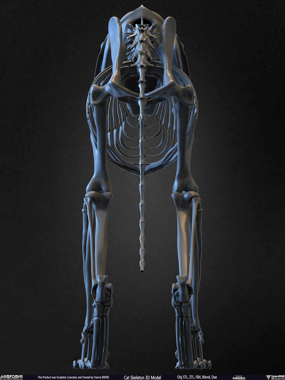 Highly Detailed Cat Skeleton 3D Model Sculpted by Yacine BRINIS Set 017
