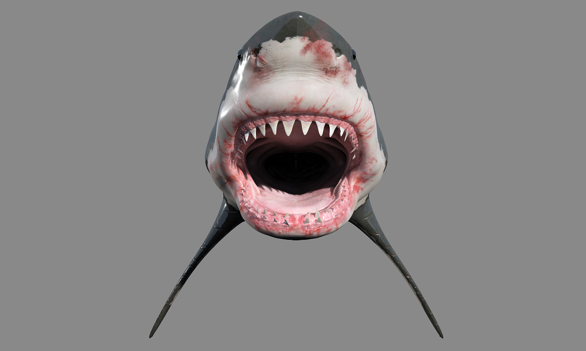 shark4.jpg