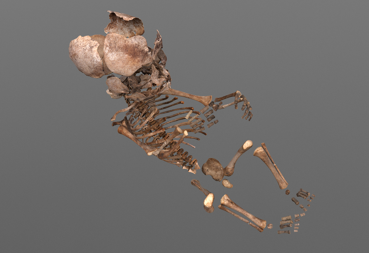 Vertebrates_fetus_zbc
