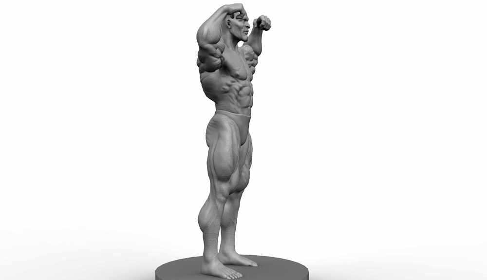 Anatomy.177