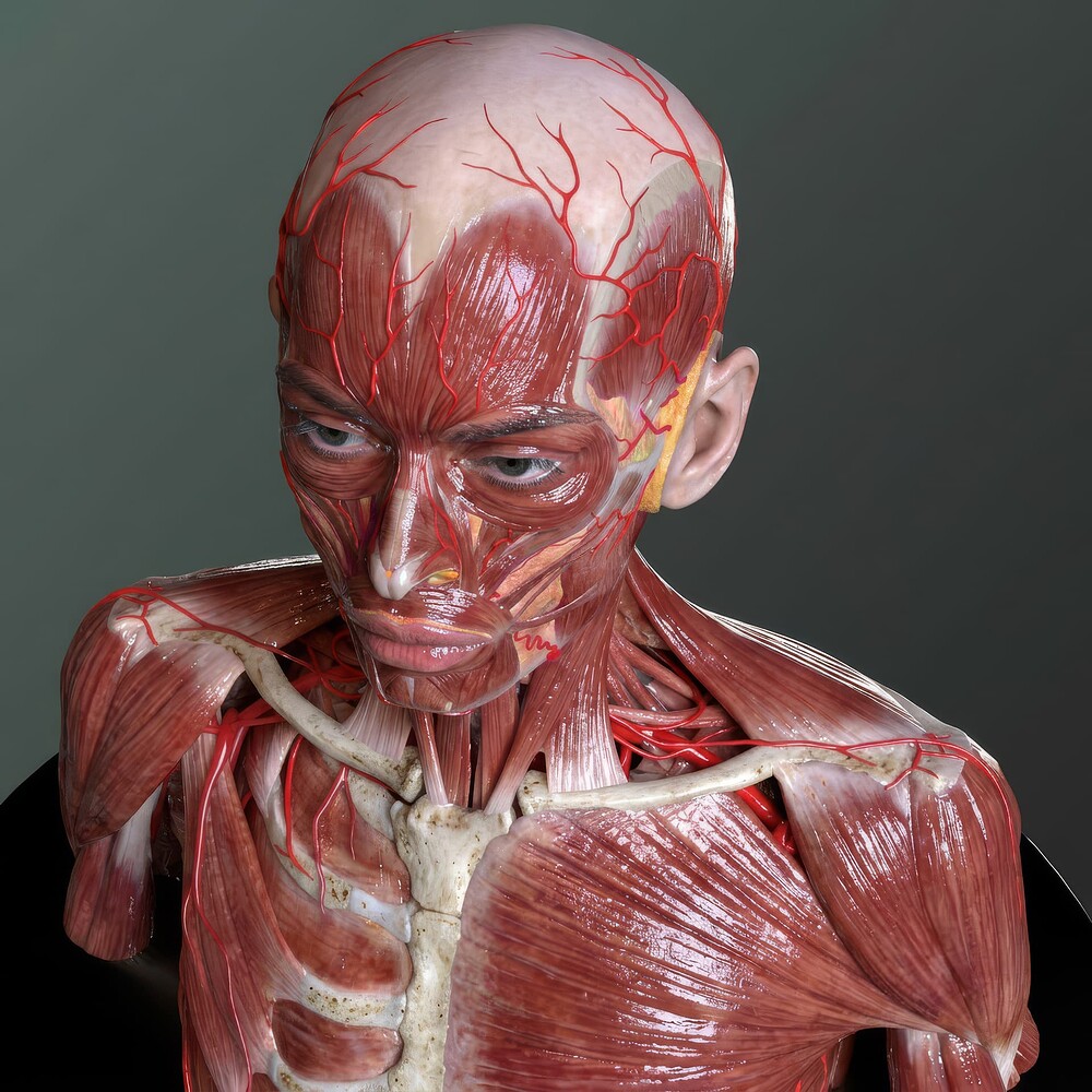 musculos_angulo_Superior_final_01