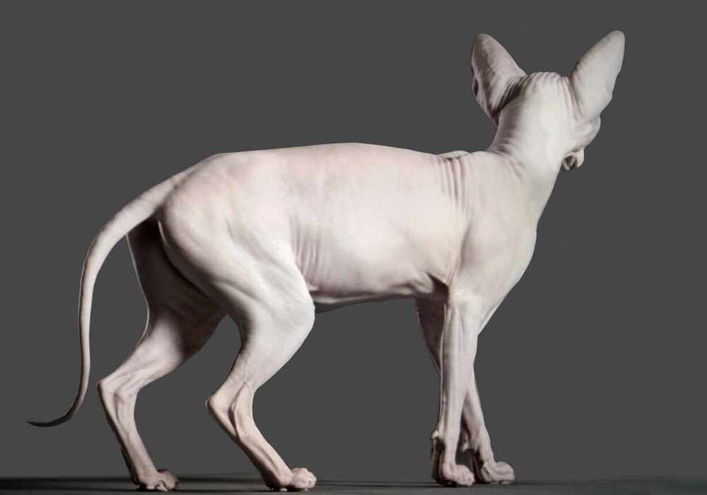 catNew4