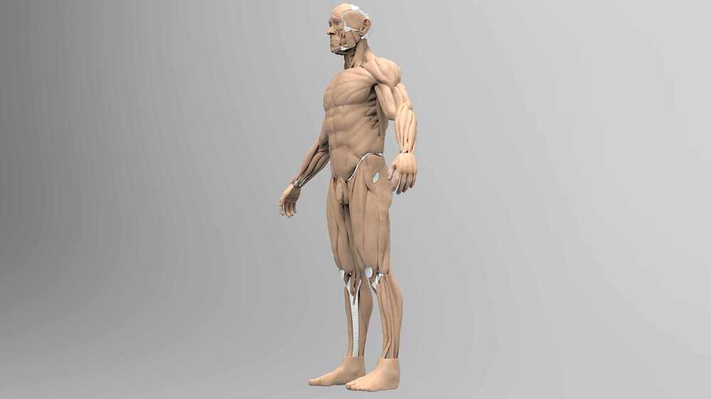 Ecorché_Render_ArteFinal2