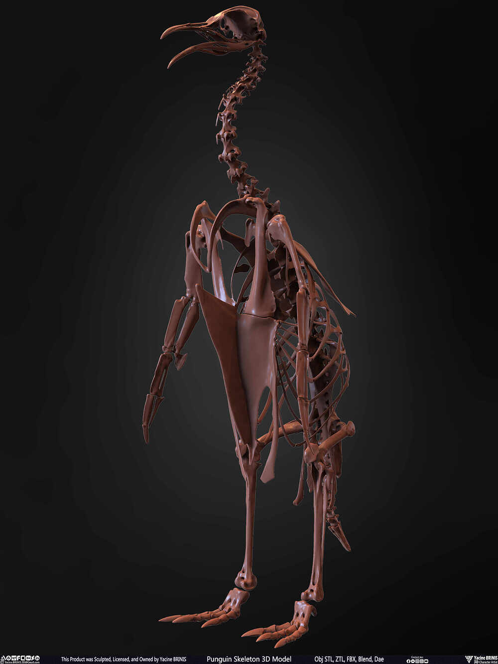 Punguin Skeleton 3D Model Sculpted by Yacine BRINIS Set 005
