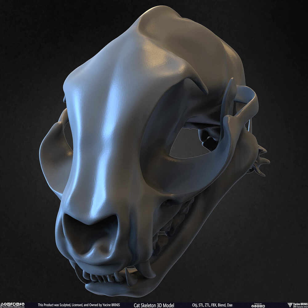 Highly Detailed Cat Skeleton 3D Model Sculpted by Yacine BRINIS Set 035