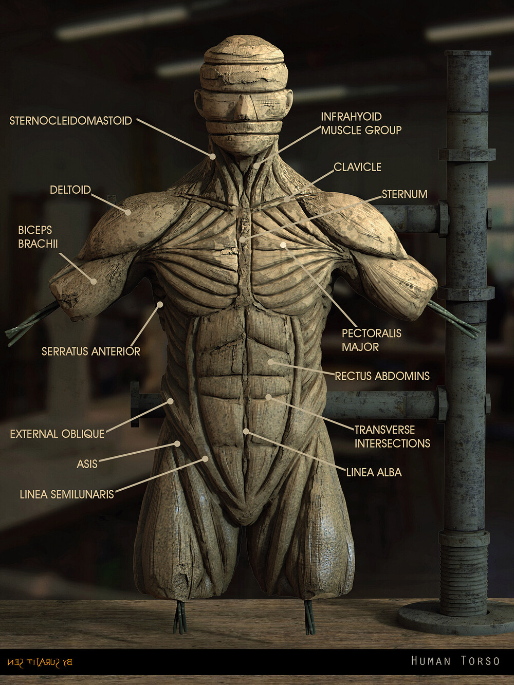 surajit_sen_Anatomy_Digital_Sculpture (6)