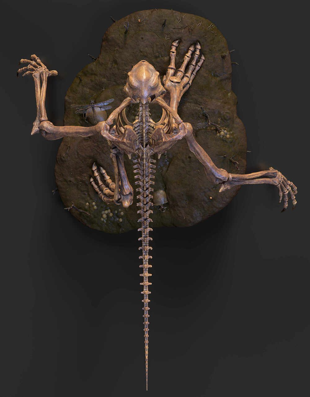 Lizard_Skeleton_06
