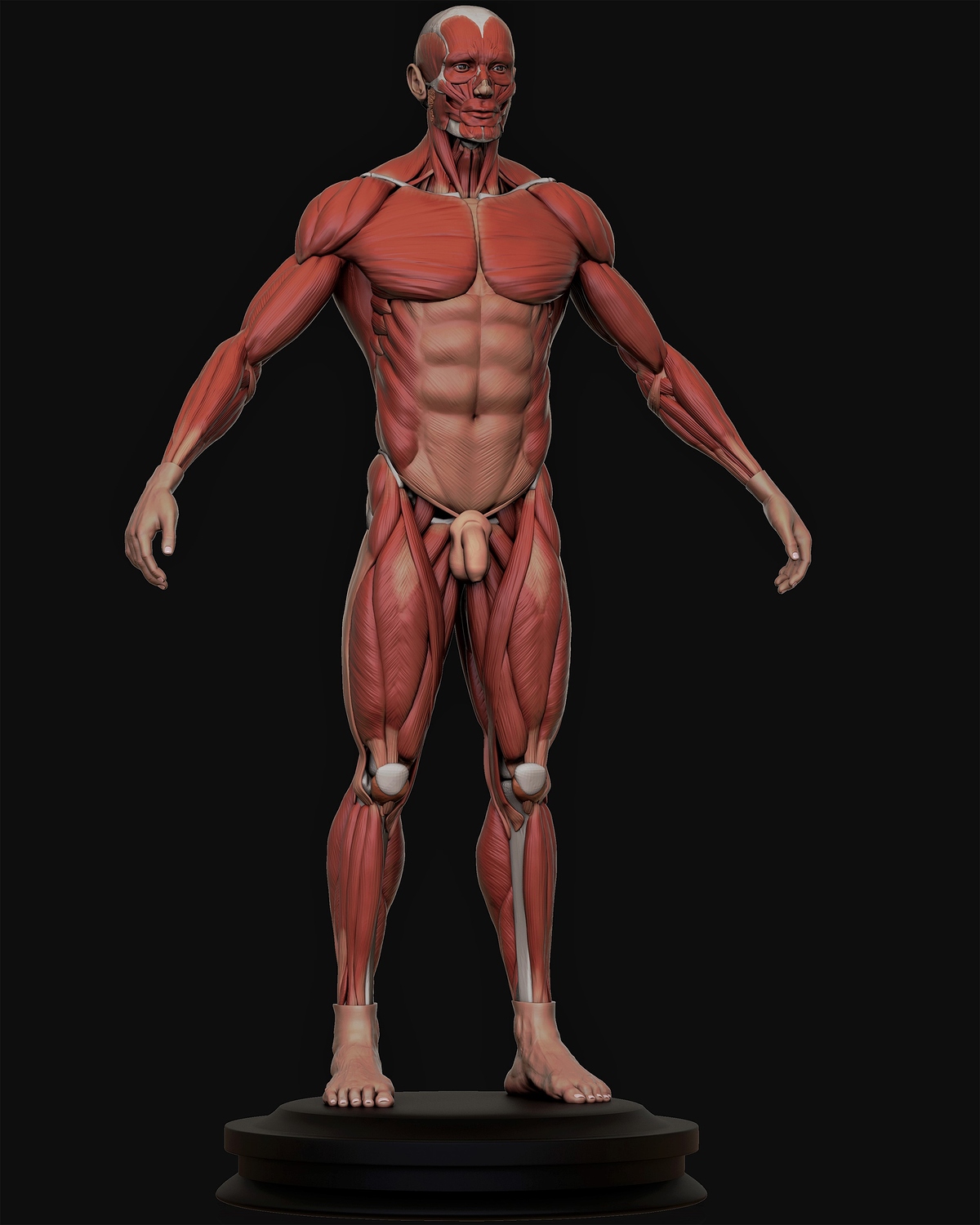 ECORCHE_render