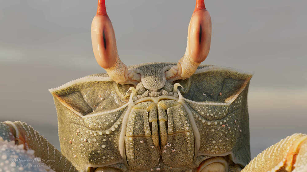 Closeup_001