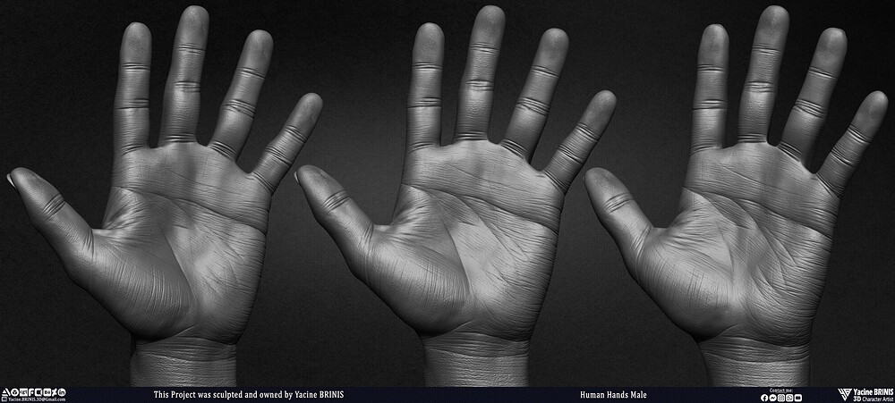 Human Hands Male Basemesh 3D Model sculpted by Yacine BRINIS 001