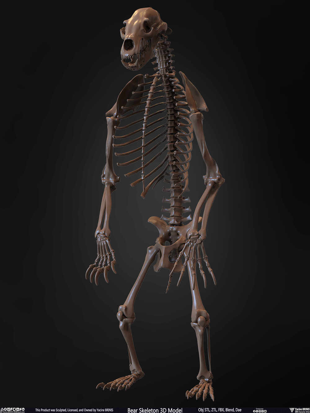 Bear Skeleton 3D Model Sculpted by Yacine BRINIS Set 006