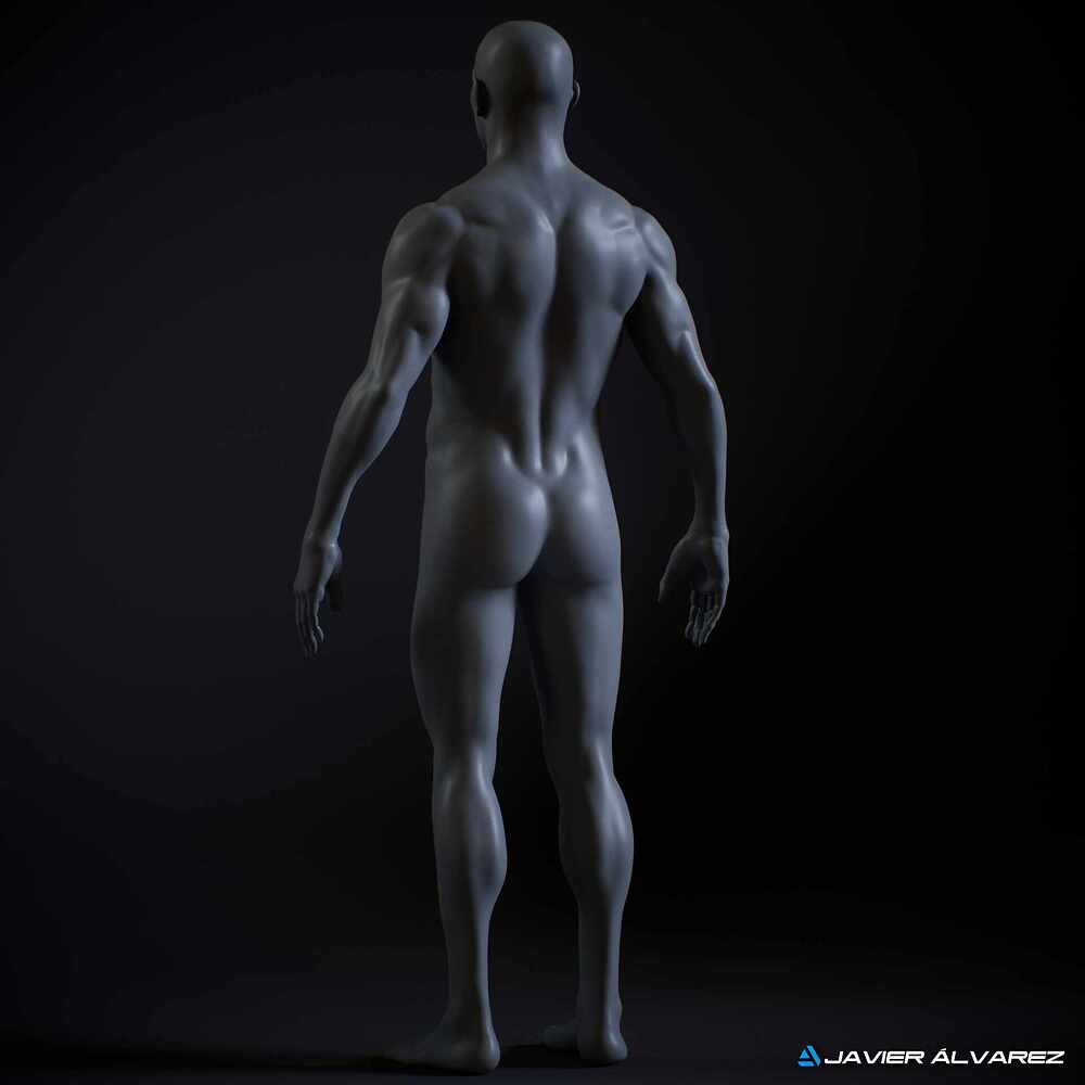 MaleAnatomyJAlvarez_4