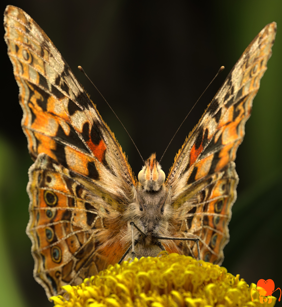 v_cardui_render_04
