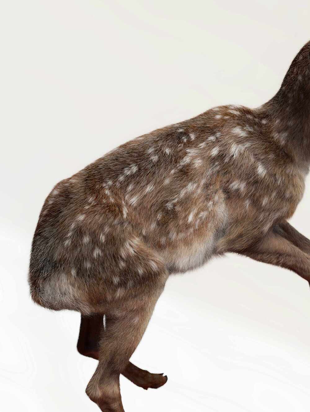 deer_5