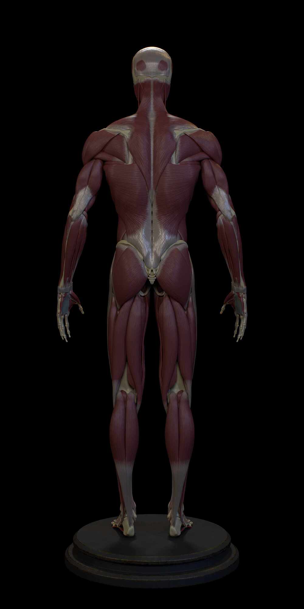 Base_Back