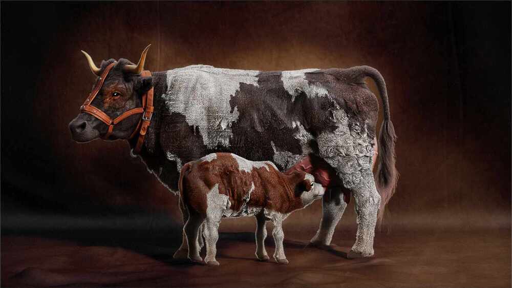 Cow_Comp02