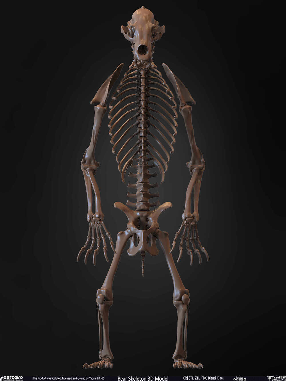 Bear Skeleton 3D Model Sculpted by Yacine BRINIS Set 004