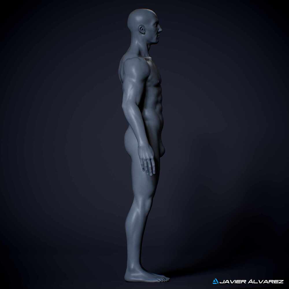 MaleAnatomyJAlvarez_10
