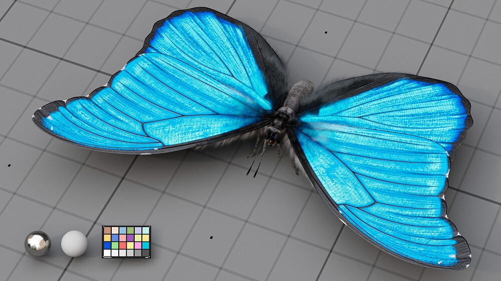 Blue_Morpho_01