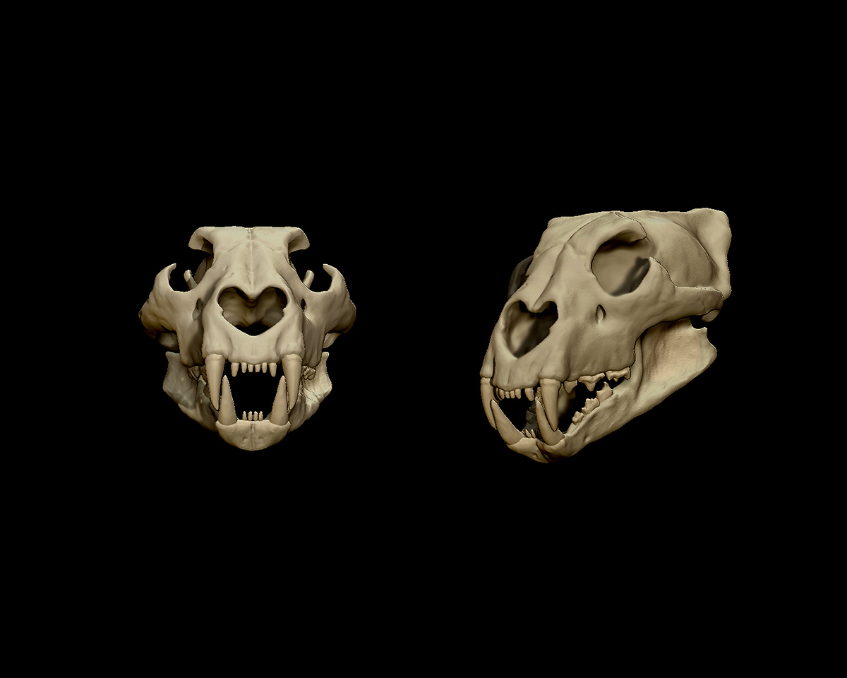 skull%20lion